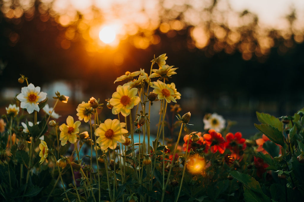 What are the best florists in or near Waimea, Hawaii?