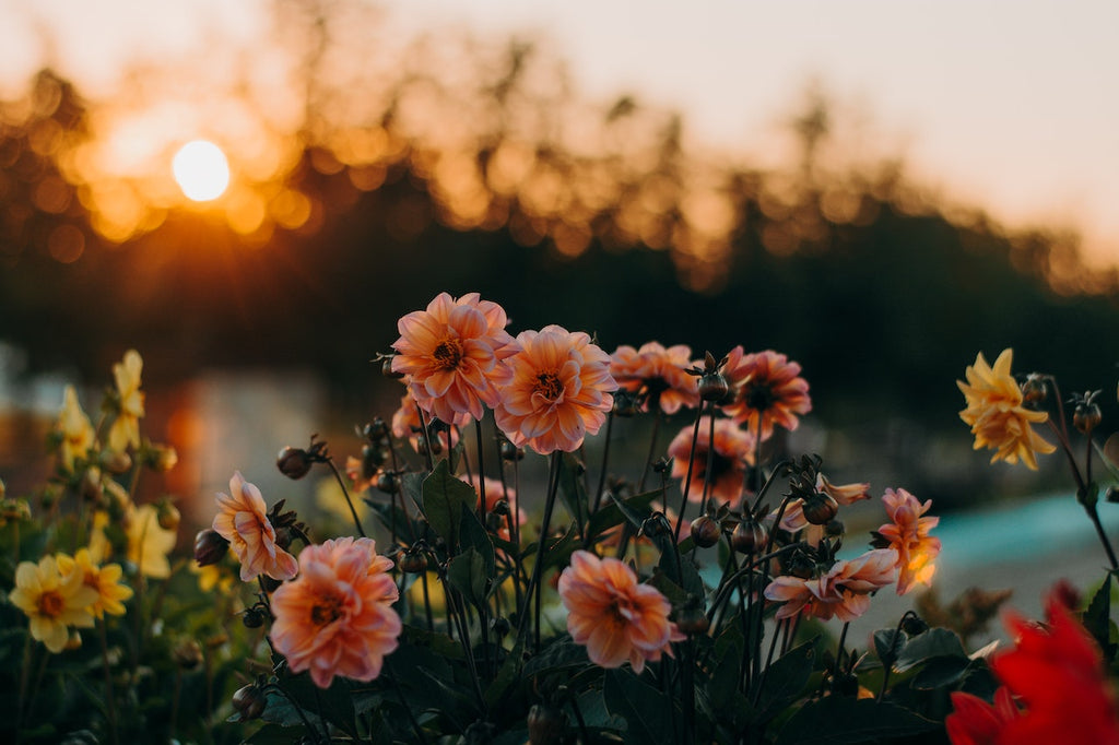 What are the best florists in or near Sweet Water, Illinois?