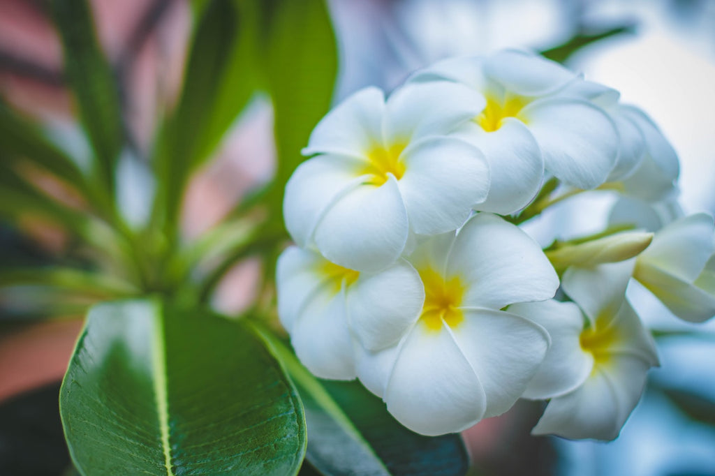 What are the best florists in or near Advance, Indiana?