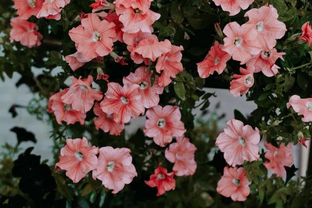 What are the best florists in or near Ackley, Iowa?