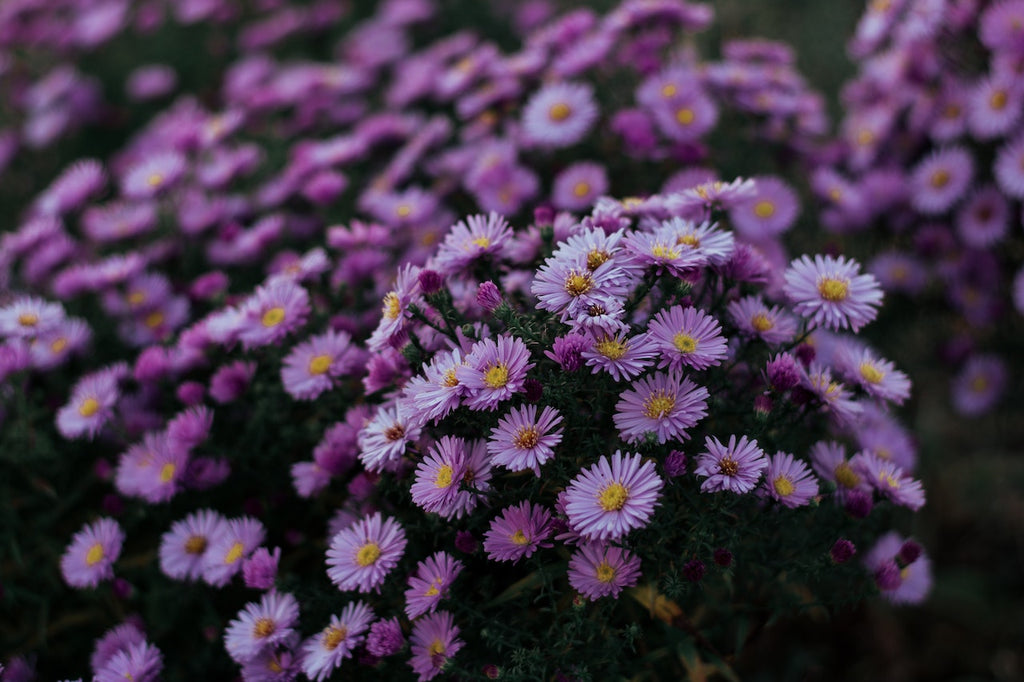 What are the best florists in or near Abilene, Kansas?