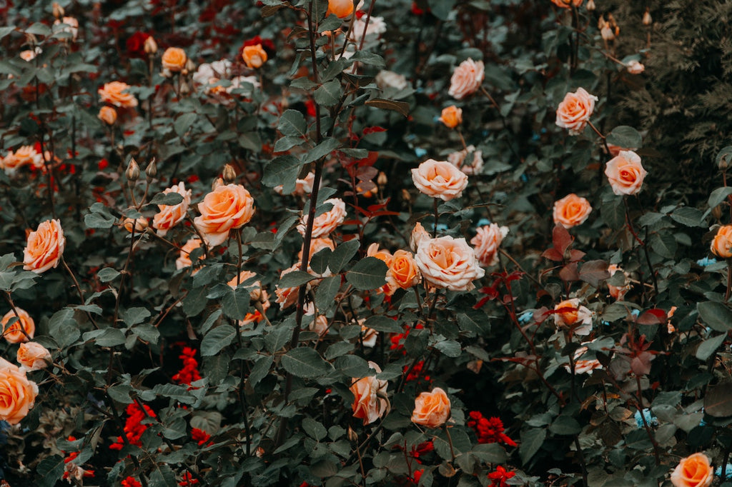 What are the best florists in or near Bandana, Kentucky?