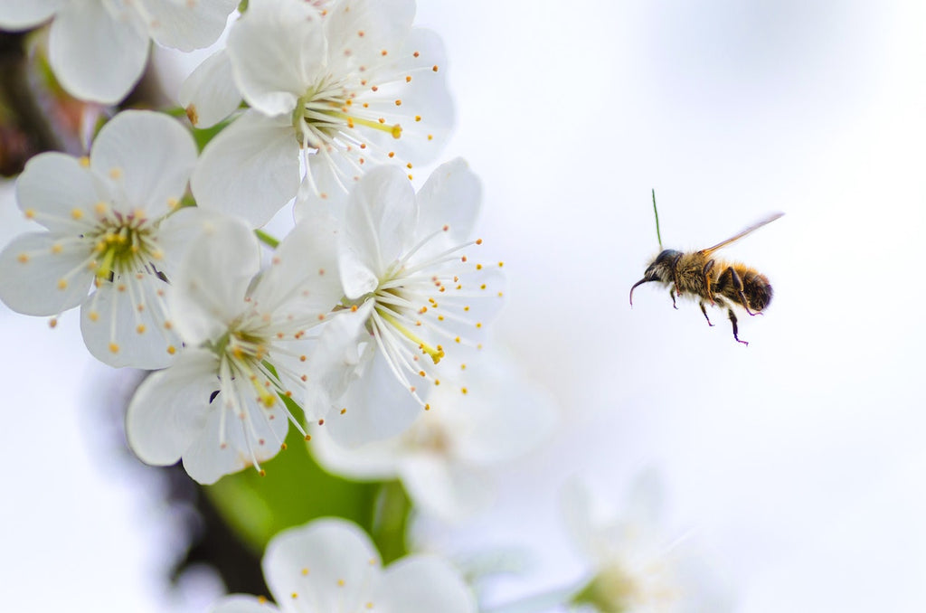 What are the best florists in or near Tenney, Minnesota?