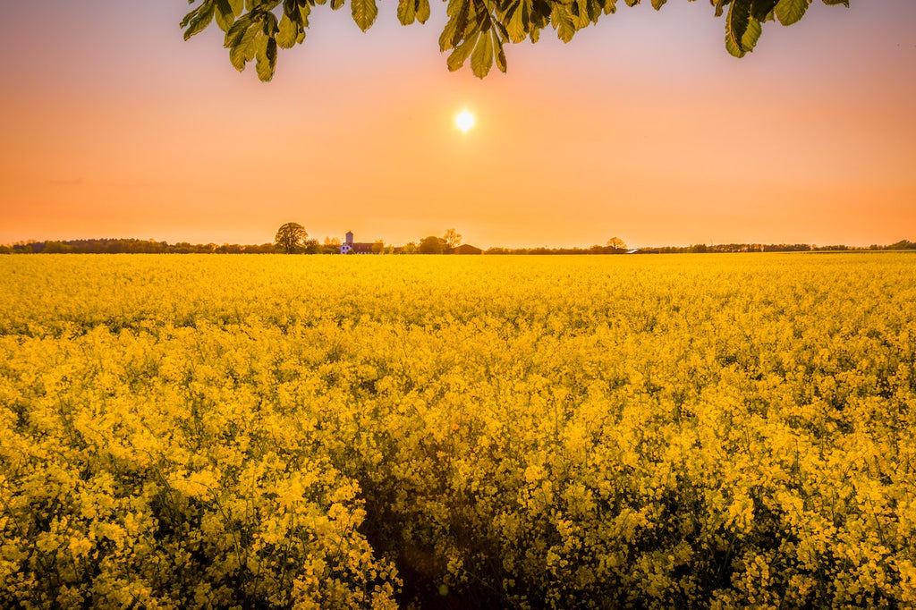 What are the best florists in or near Stoneville, Mississippi?