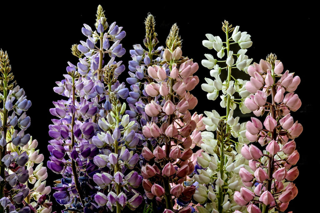 What are the best florists in or near Tramway, North Carolina?