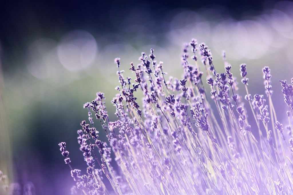 What are the best florists in or near Snow, Oklahoma?