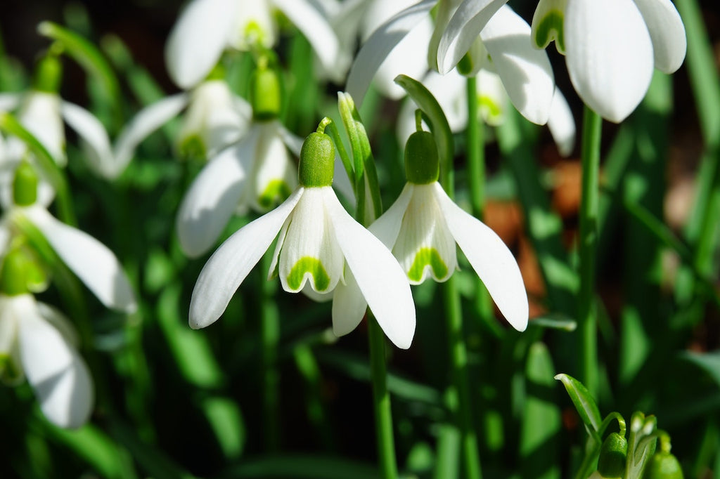 What are the best florists in or near Roadside, Pennsylvania?