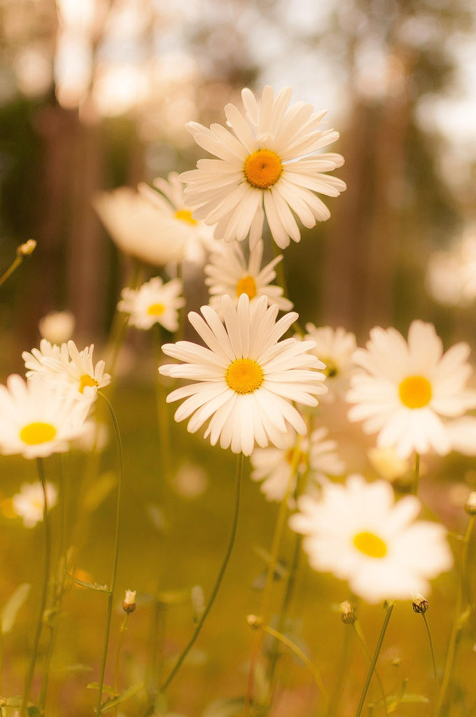 What are the best florists in or near Adolphus, Kentucky? 