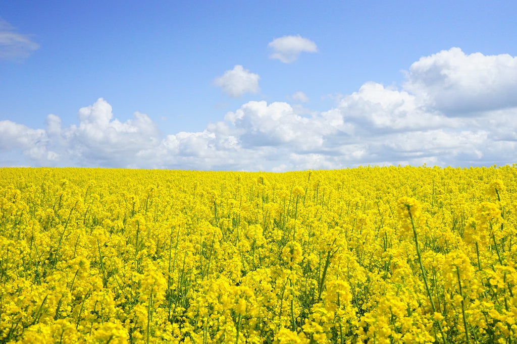 What are the best florists in or near Galivants Fry, South Carolina?