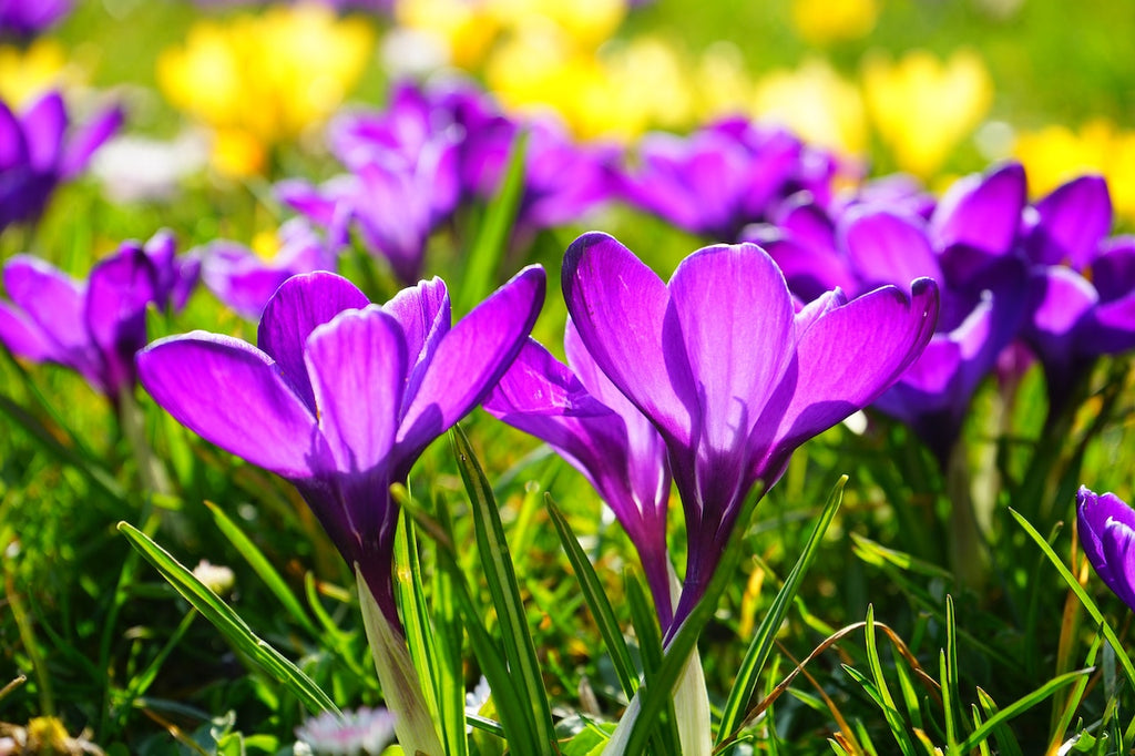 What are the best florists in or near Camp Crook, South Dakota?