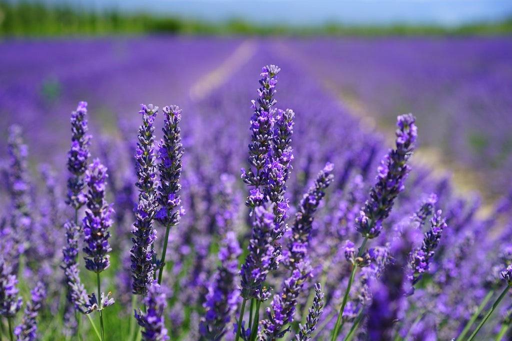 What are the best florists in or near Savoy, Texas?