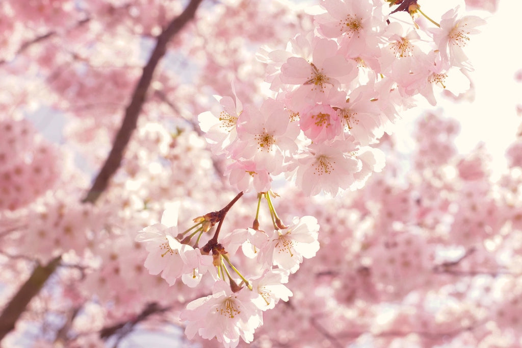 What are the best florists in or near Nichols, Wisconsin?