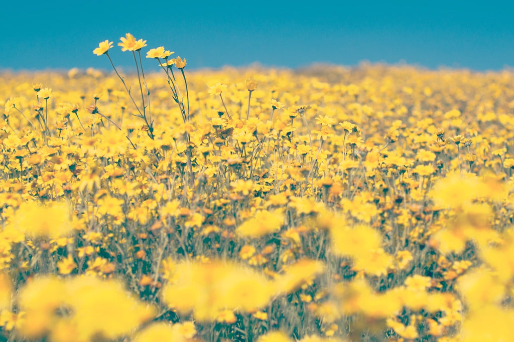 What are the best florists in or near Albin, Wyoming?